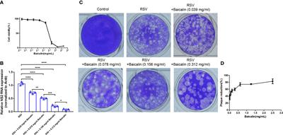 <mark class="highlighted">Baicalin</mark> Induces a Potent Innate Immune Response to Inhibit Respiratory Syncytial Virus Replication via Regulating Viral Non-Structural 1 and Matrix RNA